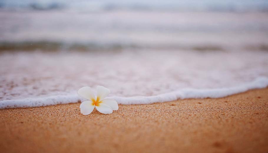 A flower lies on a beach in Hawaii