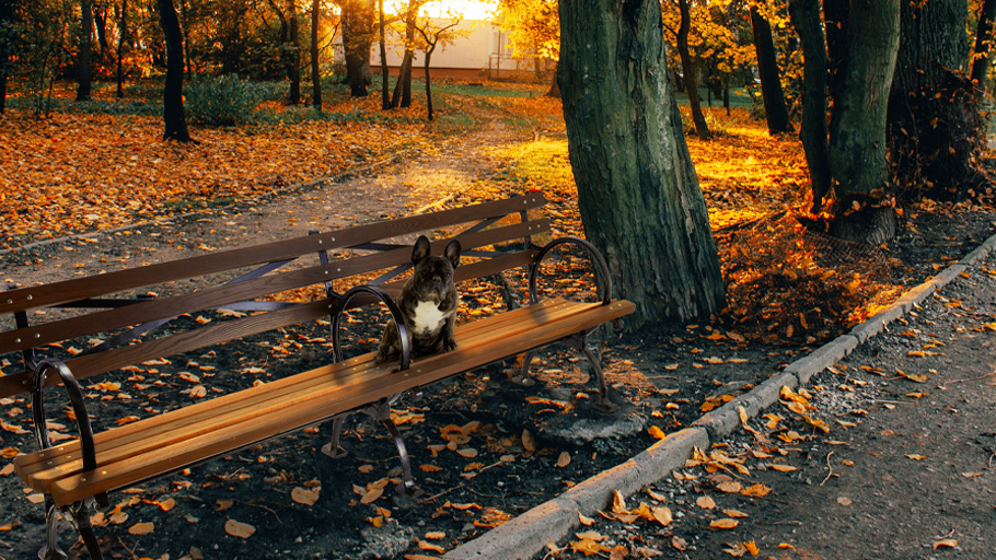 a dog sits on a Reliance Foundry World’s Fair bench in a park