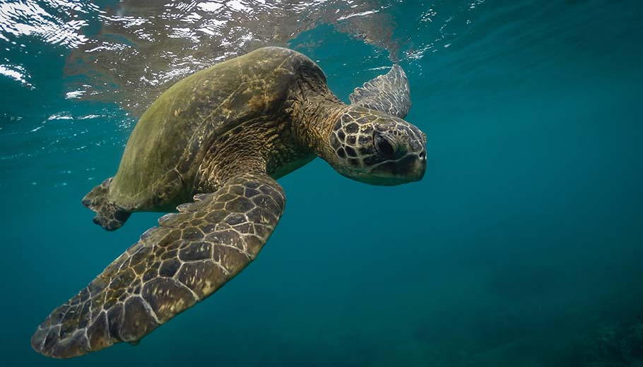 A sea turtle swims underwater in Maui