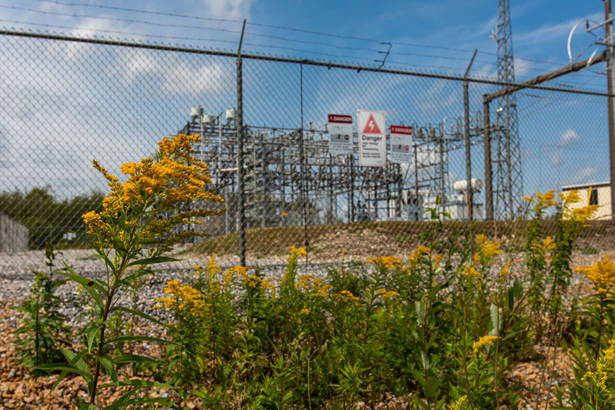 Goldenrod grows outside of a fenced electrical substation