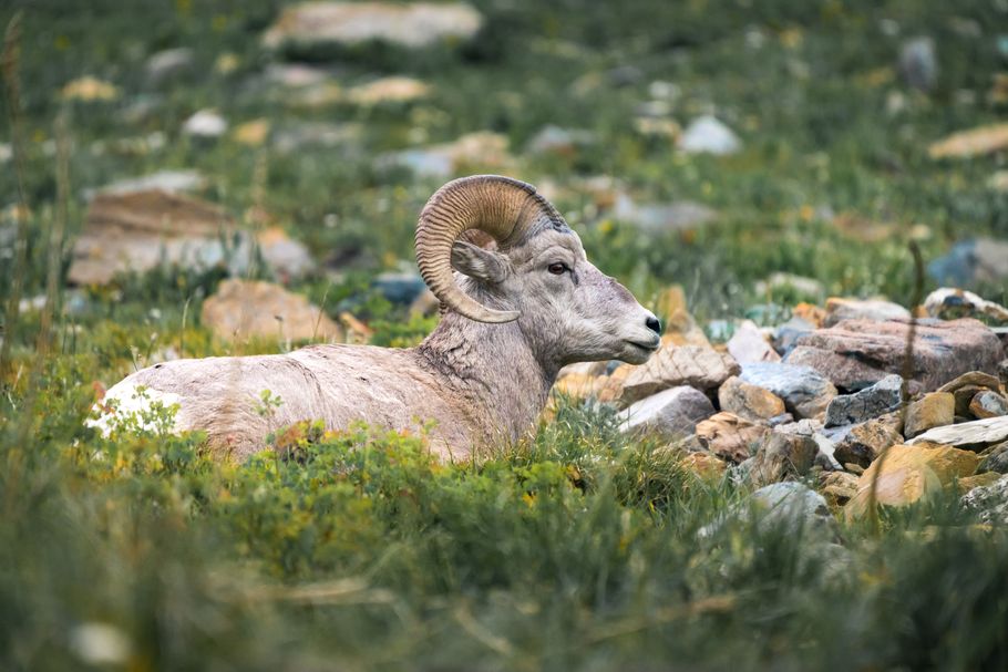 A bighorn sheep in Glacier National Park