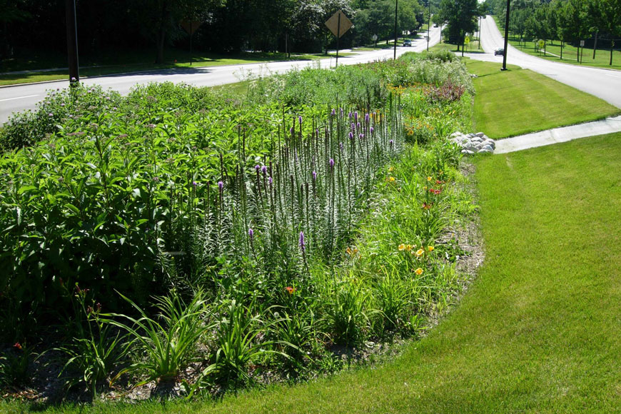 A median in a road slopes to contain native grasses and other plants as part of the bioswale design