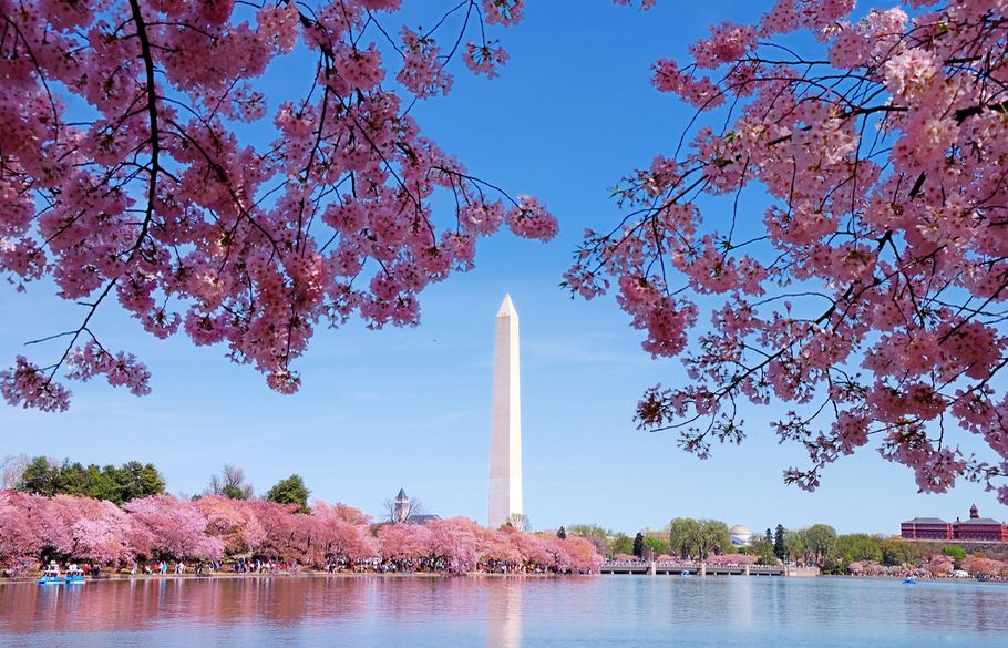 A froth of pink blooms canopies the approach to the Washington Monument obelisk