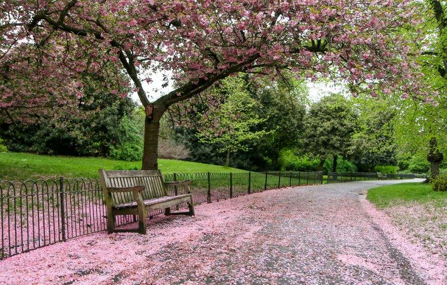 A cherry tree blooms and drops petals on an old wooden bench in a park.