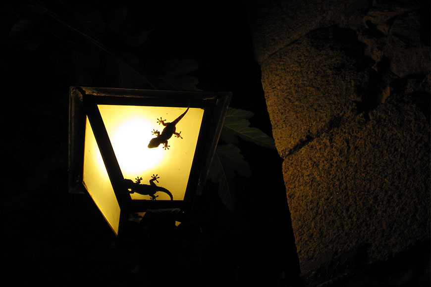 Two geckos on a streetlamp