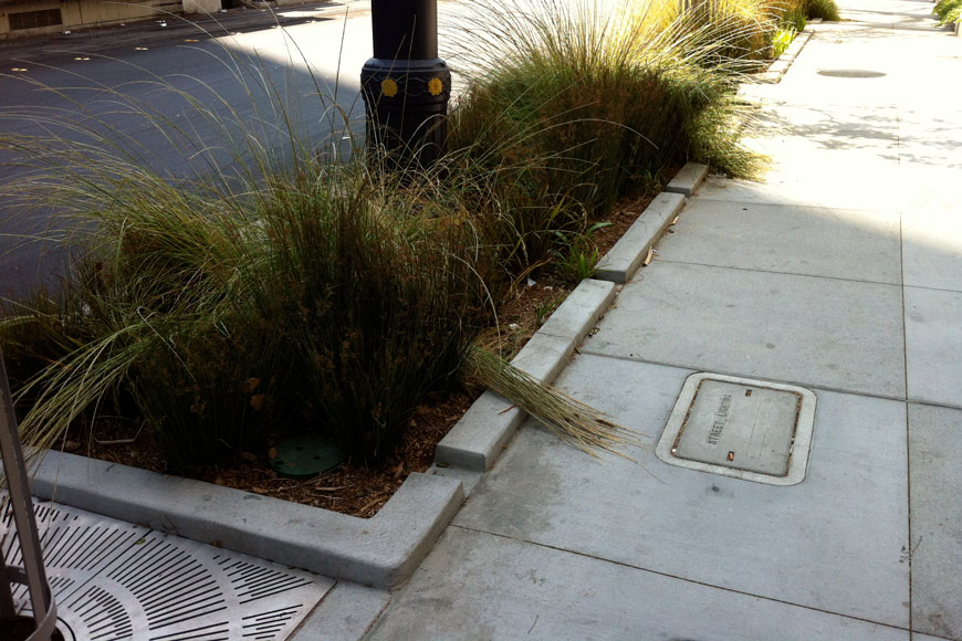 Decorative grasses are part of a series of small bioswales along a street curb