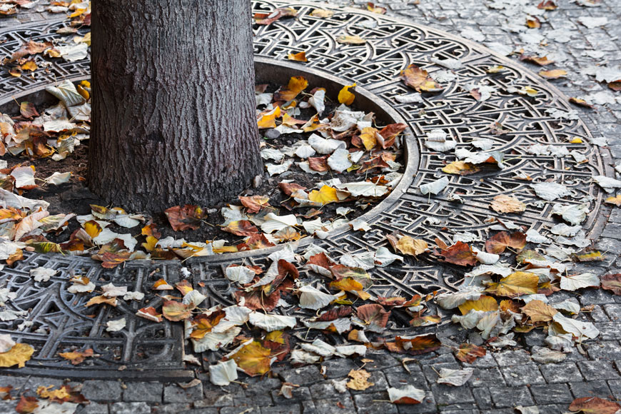 A tree trunk surrounded by fallen leaves and a decorative tree grate