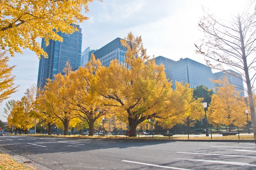 A row of beautiful yellow leaved gingko trees surrounds a glass and steel corporate office