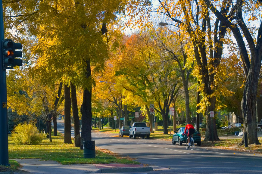 A cyclist rides on a street canopied by mature deciduous trees in fall colors