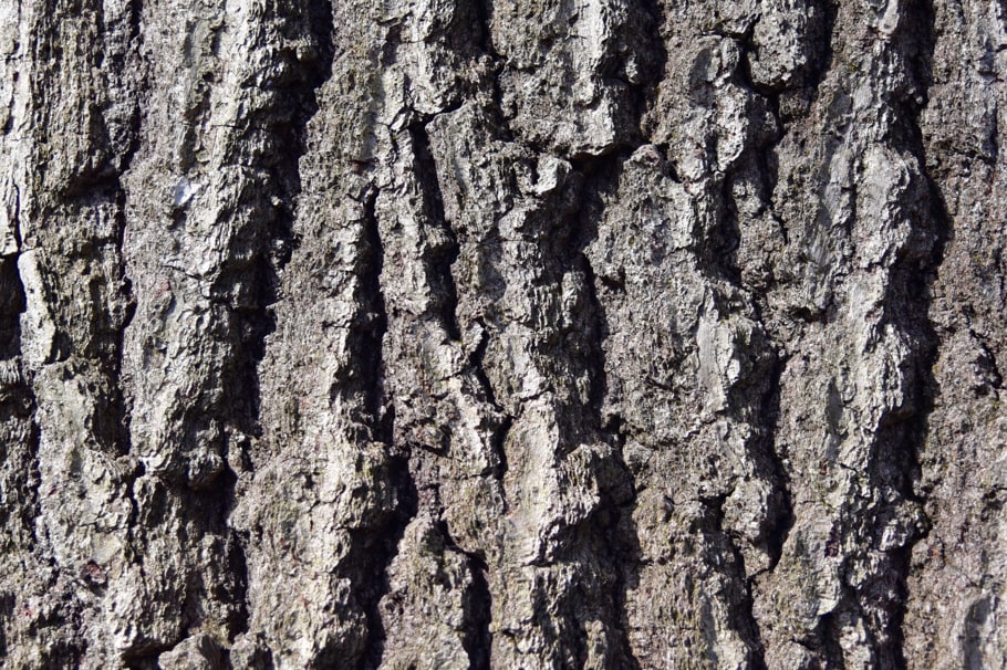 Un acercamiento a la corteza de un árbol de cedro blanco